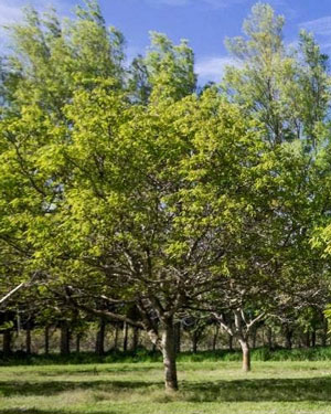 Figure 2. Walnut (Juglans spp.) was one of the species measured in the study by Pereira et al (2006). Image source: Danielle Colvin, stuff.co.nz